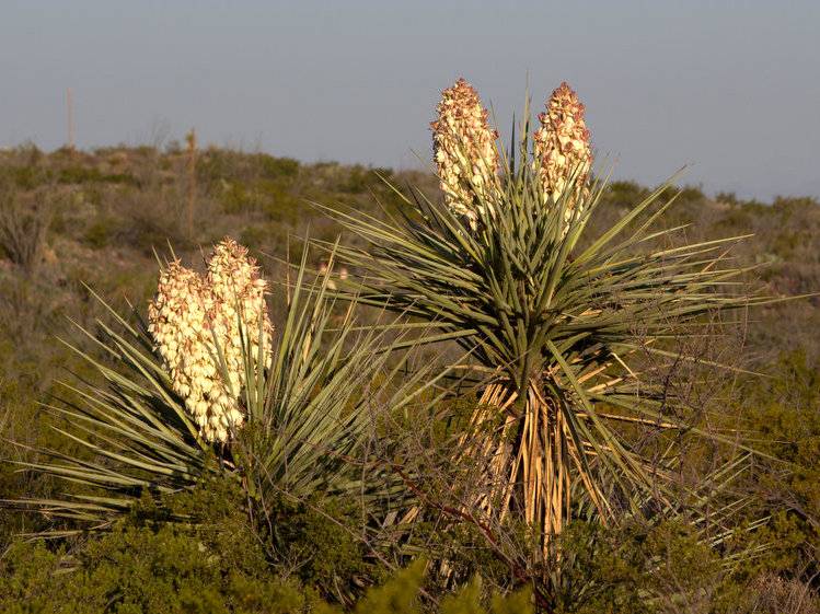 Giant Dagger Yucca