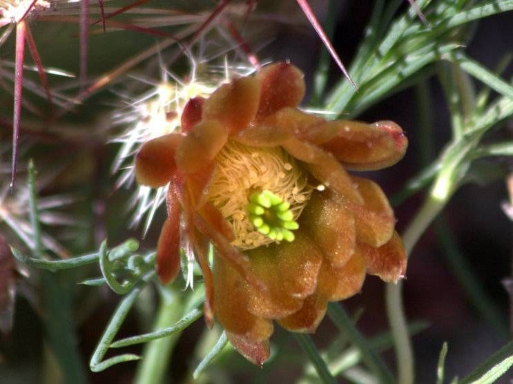 Green-flowered Pitaya