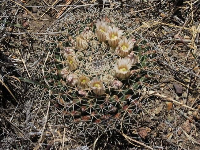 Nipple Cactus