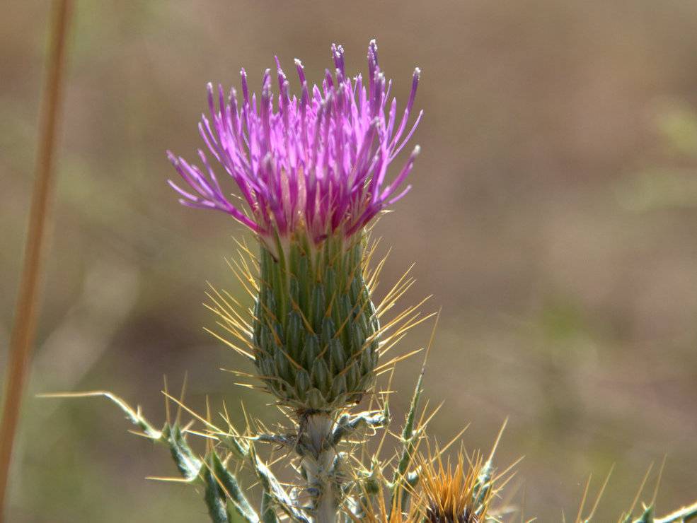 Yellow-spine Thistle