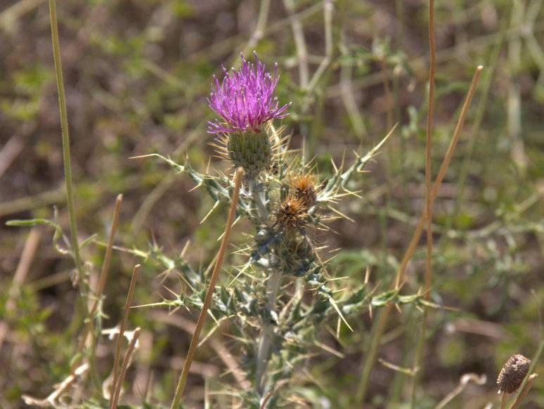 Yellow-spine Thistle